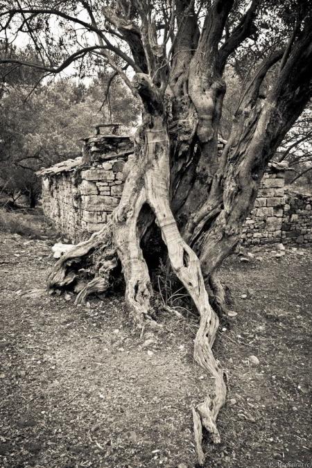 Samos Archangelos Village 22